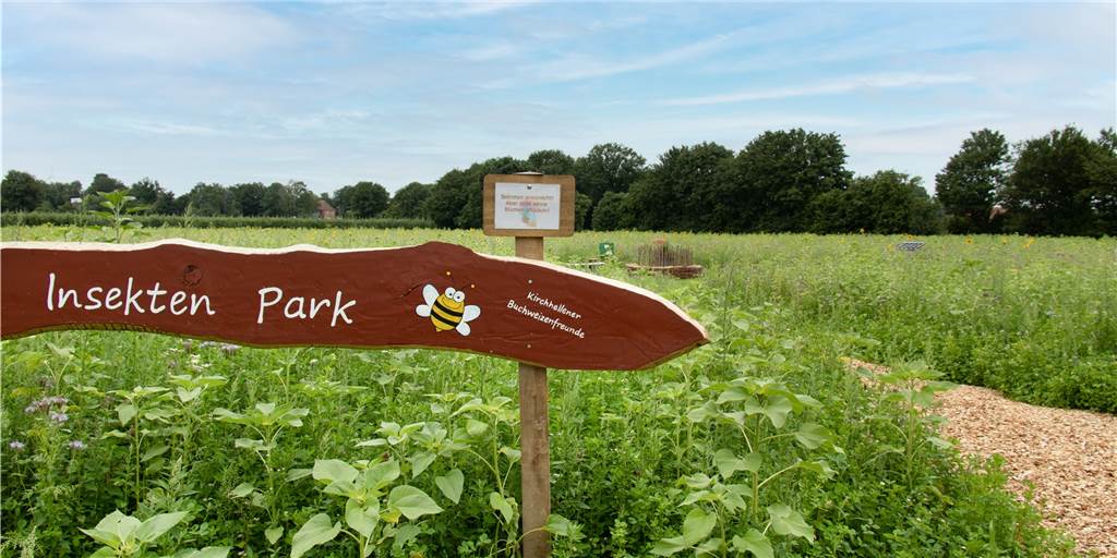 Wildblumenwiese der Buchweizenfreunde ist ein schöner Ort zum Verweilen Der Insektenpark an der Schulstraße ist eine Oase inmitten der Kirchhellener Felder.
