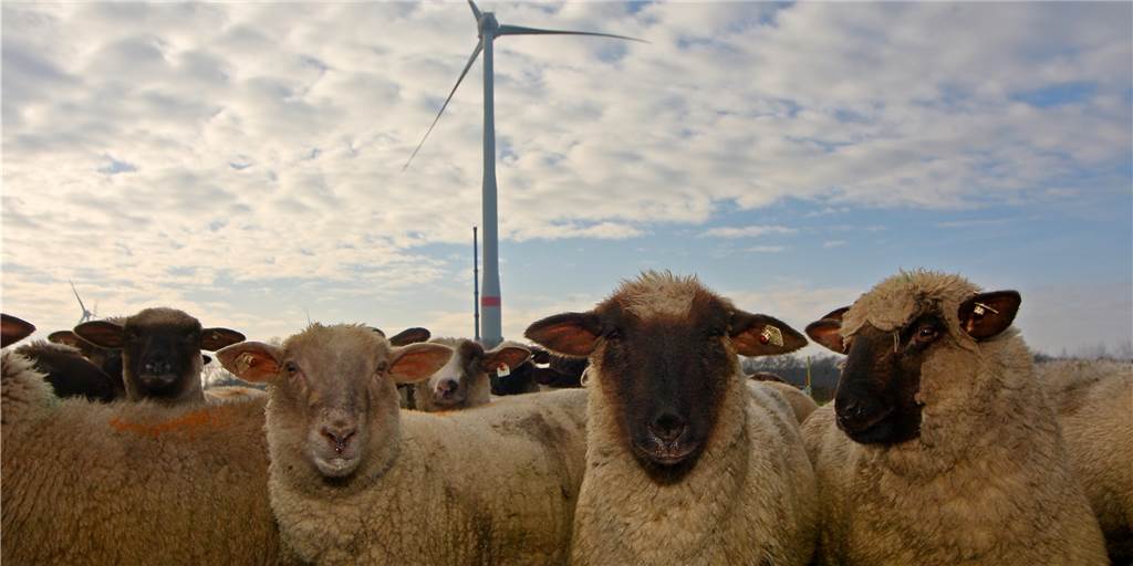 Kommentar: Windenergie hat rein gar nichts mit Naturschutz zu tun Gut für das Klima sind Windräder bestimmt, gut für die Biodiversität, Pflanzen und Tiere aber sicher nicht.