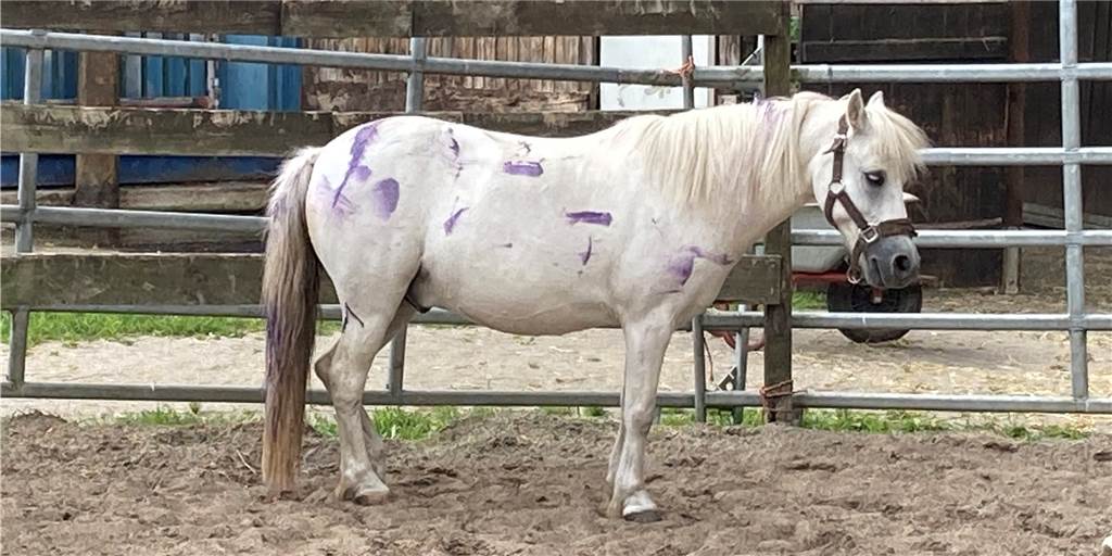 Tiere mit Farbe besprüht, Feuer gelegt: „Seltsame Form von Lokalpatriotismus“ Pony Kolya wurde von den unbekannten Tätern besprüht. Nach der aufregenden Nacht ist er fix und fertig.