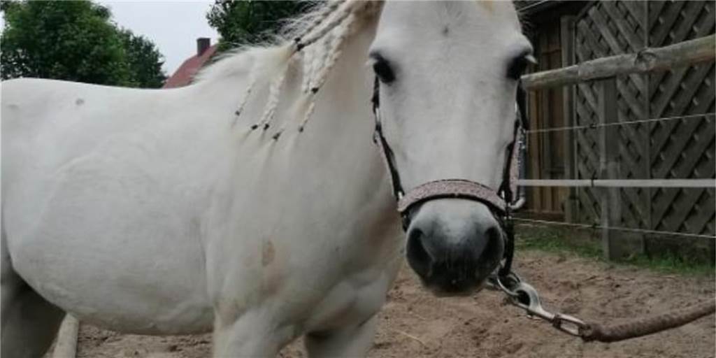 Tierquälerei: Pony Betty wurde mit Schlinge um den Hals an Tränke gebunden Betty wurde in der Nacht zu Montag mit einer Schlinge um den Hals an eine Tränke gebunden und die Tränke wurde zerstört. Das Ganze hätte für Betty böse enden können.