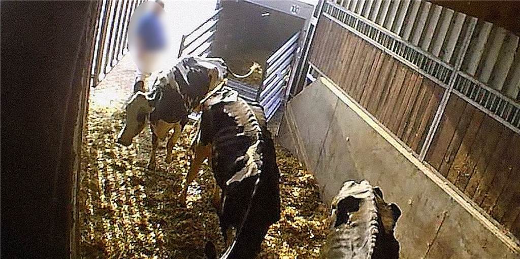 Furchtbare Bilder von Tierquälerei in Viehsammelstelle Drei völlig abgemagerte Tiere an der Viehsammelstelle, die vorübergehend geschlossen ist.