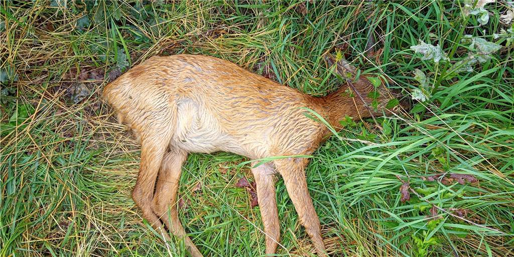 Unterschätzte Gefahr: Rehwild rennt blind vor Liebe auf die Straße Unterschätzte Gefahr: Rehwild rennt blind vor Liebe auf die Straße