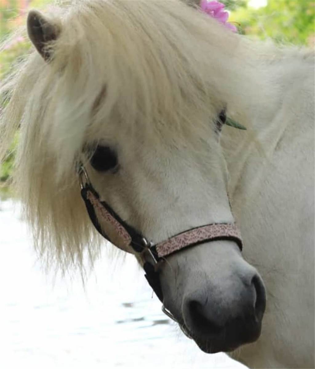 Hausfriedensbruch in Stall und Tierquälerei: „Schließt Ställe nachts ab!“ Pony Betty geht es so weit wieder ganz gut, aber was der Täter mit Tier nachts angestellt hat, bleibt wohl ein Geheimnis.