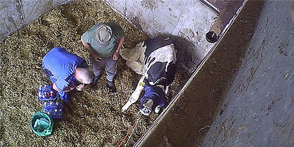 Die Männer in der Viehsammelstelle entnehmen einem kranken Tier, das sie vorher mit einer Mistgabel traktiert haben, viel Blut. Illegale Tierversuche?