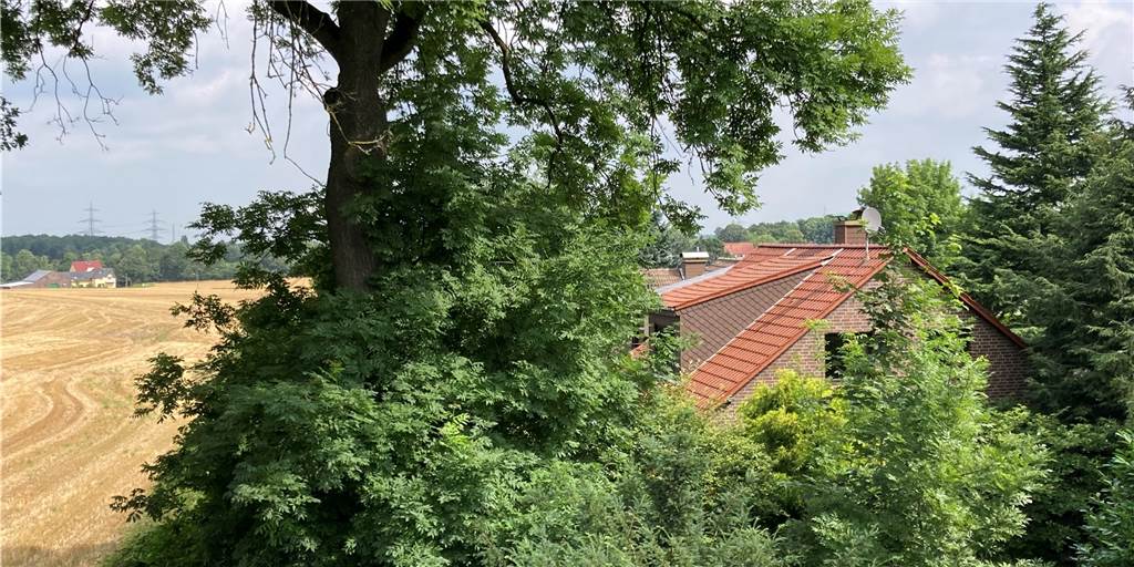 Nicht jeder Baum darf gefällt werden: Das gilt aktuell in Castrop-Rauxel Die Esche im Garten von Marion Bossmann darf nicht einfach so gefällt werden. Sie ist von der Baumschutzsatzung geschützt.