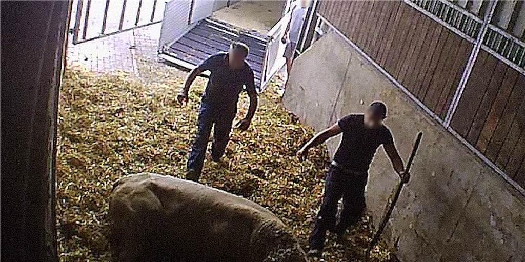 Noch ein Beweisfoto für die Brutalitäten in der Viehsammelstelle an der Lünener Straße in Werne: Zwei Männer treten auf ein Rind ein.
