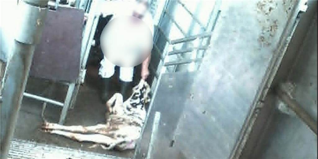 Unfassbar: Tierquäler war offiziell Tierschutz-Beauftragter bei Mecke Einer der Tierquäler in der Viehsammelstelle war zugleich Tierschutz-Beauftragter der Mecke GmbH.