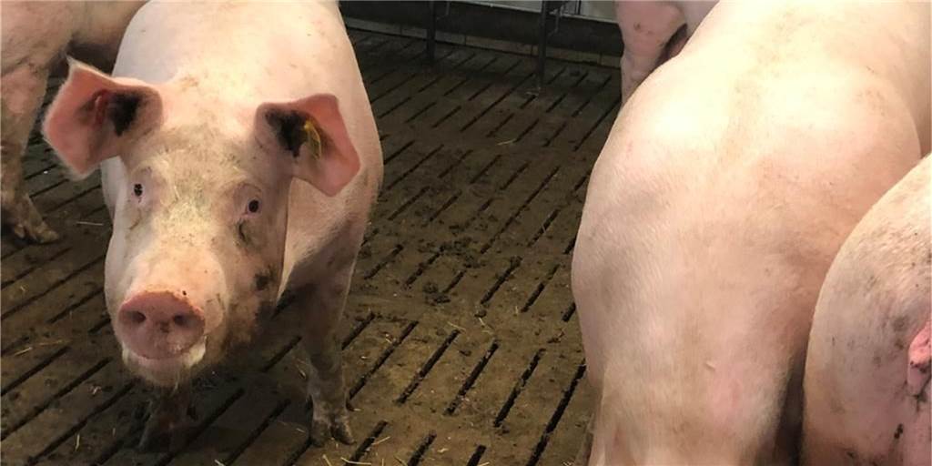 Landwirt aus Herbern: „Ich habe auch Schweine zu Mecke gebracht - allerdings gesunde“ Tobias Großerichter macht bei der Initiative Tierwohl mit, die sich für eine artgerechte Tierhaltung einsetzt. Der Landwirt aus Herbern, der selbst auch Tiere an Mecke geliefert hat, ist schockiert über die Bilder aus der Viehsammelstelle.