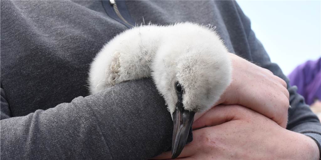 Diese Flamingo-Küken ist zwei bis drei Wochen alt.
