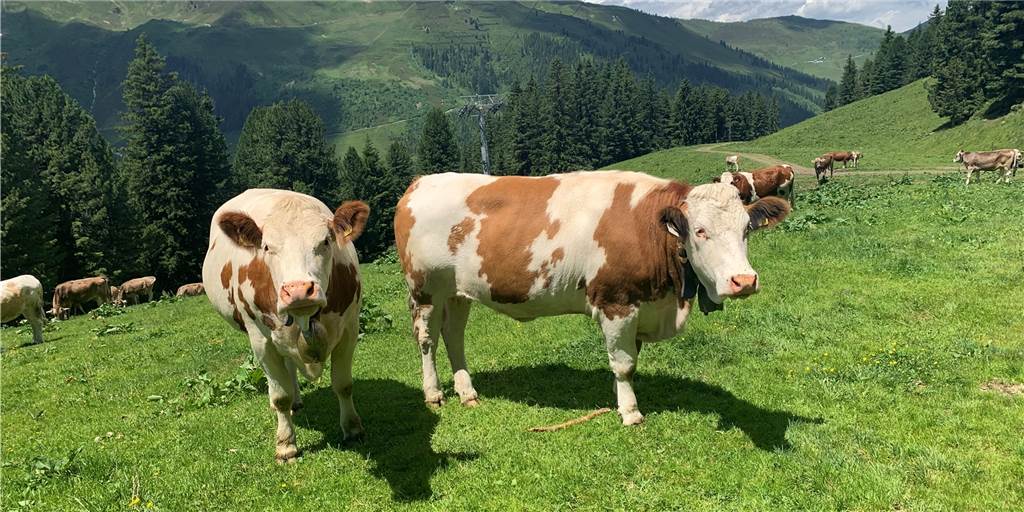 Nach Tierquälerei-Skandal: Wie erkenne ich Fleisch, das ich guten Gewissens essen kann? Nach Tierquälerei-Skandal: Wie erkenne ich Fleisch, das ich guten Gewissens essen kann?