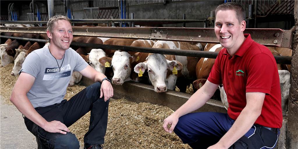 Diese Halterner Höfe verkaufen Fleisch aus artgerechter Tierhaltung Bei Tobias und Markus Enstrup fühlen sich die Simmenthaler und Limousin-Rinder wohl.