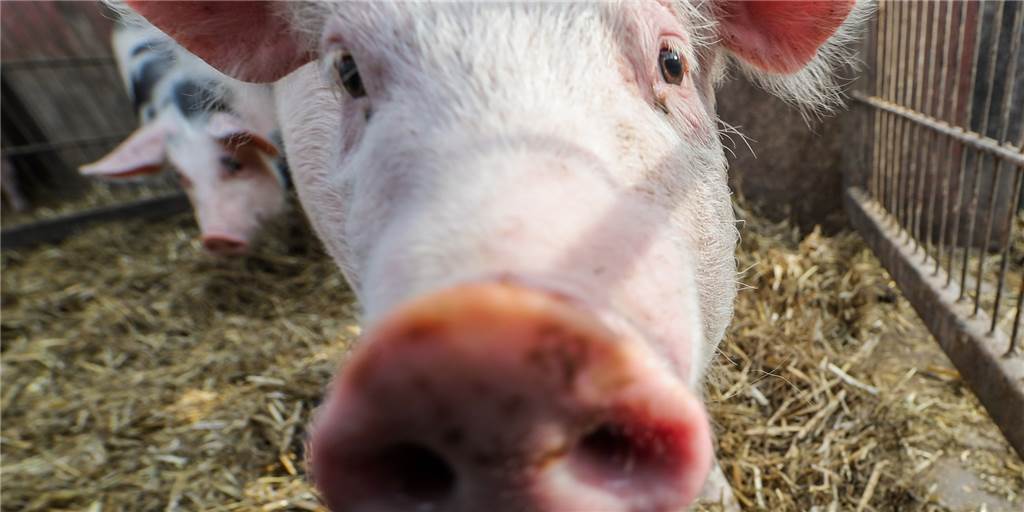 Hier gibt es in Castrop-Rauxel gutes Fleisch aus artgerechter Haltung Ein Schwein auf dem Neuland Hof Dingebauer in Castrop-Rauxel.