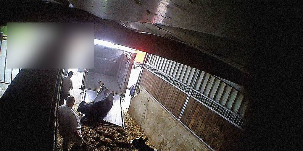 Mecke-Skandal: Soko Tierschutz wühlt sich durch „Berg von Hinweisen“ Verboten, aber dauernd gemacht: Ein noch lebendes Tier wird mit einer Seilwinde auf den Hänger gezogen.