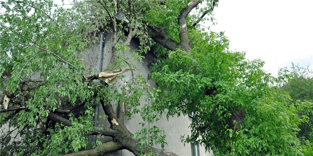 Unwetter lässt Debatte über Castrop-Rauxeler Baumschutzsatzung aufleben Ein Archivfoto von 2014 verdeutlicht, worum es geht. Bei Stürmen kann immer wieder mal ein Baum auf ein Haus stürzen.