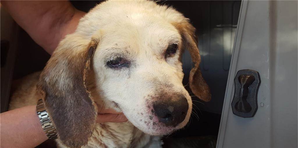 Blinder, krebskranker Hund wurde in Dortmund zum Sterben ausgesetzt Diesen verwahrlosten Beagle hat die Tierschutzorganisation Arche 90 an der Lindenhorster Straße vorgefunden