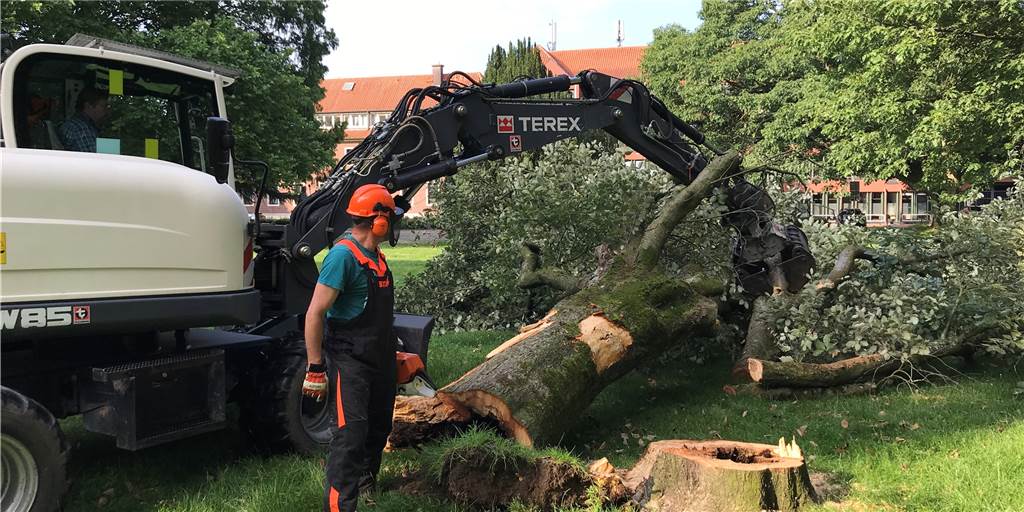 Mit Video: Gefällte Bäume im Halterner Galen-Park waren krank und hohl Mit Video: Gefällte Bäume im Halterner Galen-Park waren krank und hohl