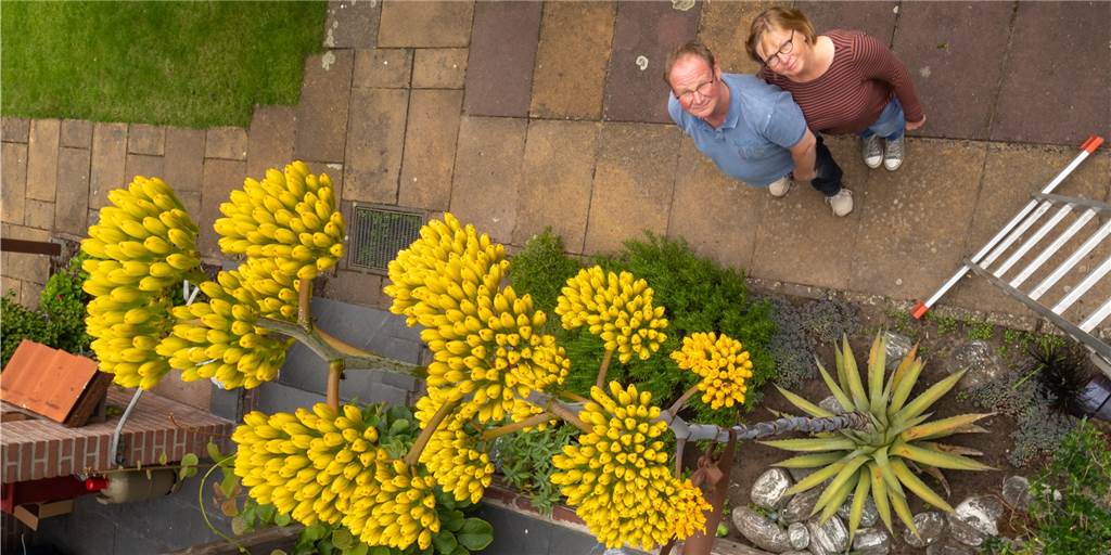 Sensation: Tropenpflanze blüht plötzlich in Ahauser Garten – trauriges Ende naht Vier Meter hoch ist der Blütenstand der Agave im Garten von Wilma und Nils Dieker gewachsen. Eine absolute Sensation – glaubt man den Kakteenfreunden Münster.