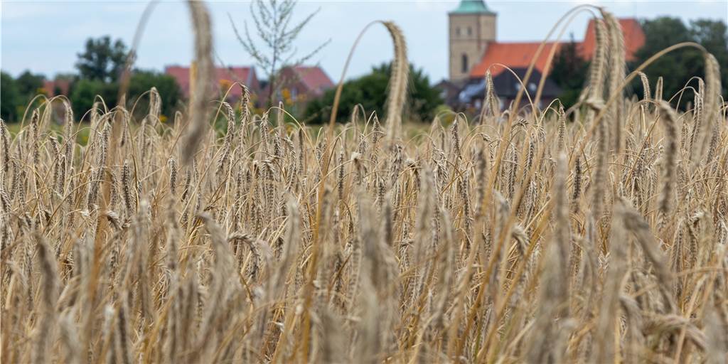 Heeker Landwirte hoffen auf stabile Trocken-Phase Auch rund um Heek steht vielfach das Getreide noch auf dem Acker.
