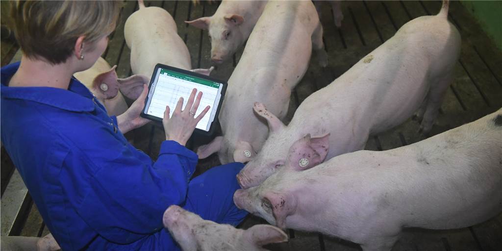 Unfassbar: Schweine- und Rinderhalter in NRW müssen nur alle 14 Jahre mit Kontrolle rechnen Unfassbar: Schweine- und Rinderhalter in NRW müssen nur alle 14 Jahre mit Kontrolle rechnen