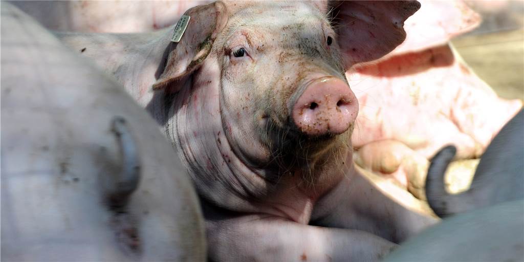 Bund und Land fördern die Tierquälereien in NRW Bund und Land fördern die Tierquälereien in NRW
