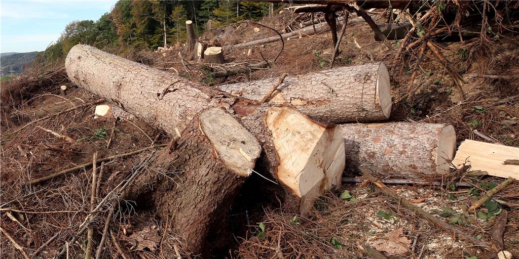 Auch der Halterner Wald verändert sich durch den Klimawandel Fichtenholz findet in den heimischen Wäldern keinen guten Nährboden mehr und es bringt auch keinen Ertrag.