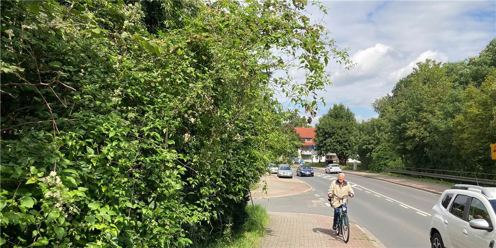 Wetter fördert Wildwuchs in Lünen: Auch Eigentümer müssen schneiden Regen und Wärme: Das Grün wuchert derzeit besonders üppig - auch am Straßenrand, an Fuß- und Radwegen in der Stadt, wie hier an der Bebelstraße.