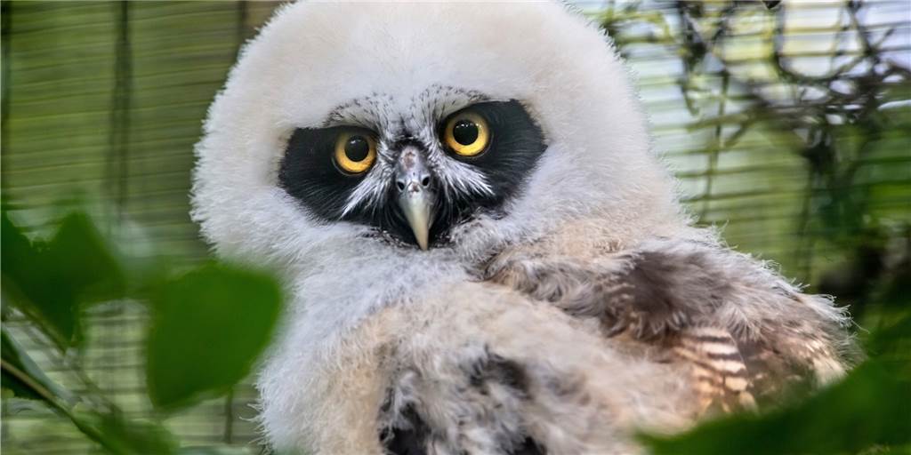 Dortmunder Zoo hat flauschigen Nachwuchs Dieser kleine Brillenkauz betört seit einigen Tagen die Besucher des Dortmunder Zoos.