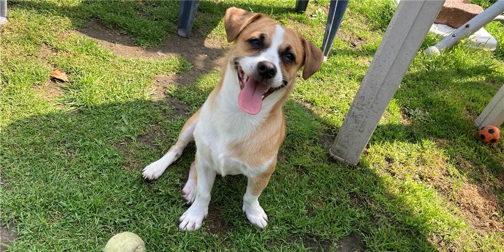 Misshandelter Welpe Sweety: „Er hat eine leichte geistige Behinderung“ Sweety ist ein aufgeweckter junger Hund, der vor nichts Angst hat - trotz seines schweren Starts ins Leben.