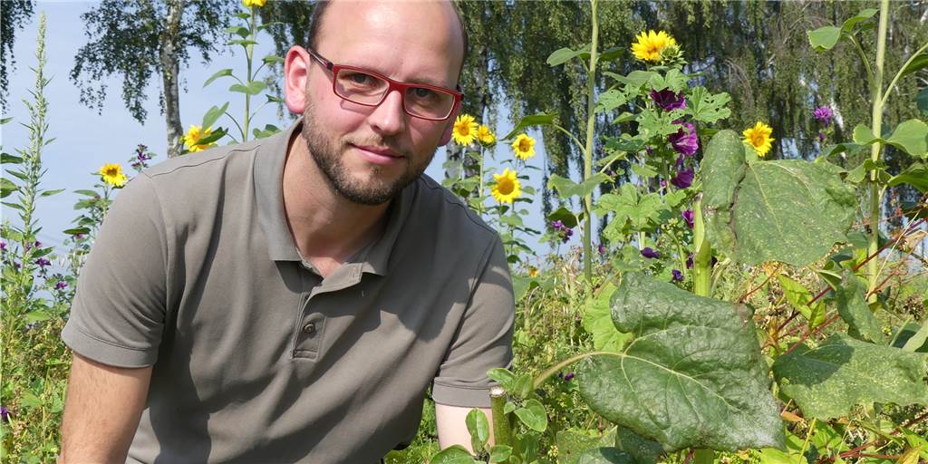 Blühstreifen in Schwerte: „Die Leute parken und packen haufenweise Blumen in den Kofferraum“ Axel Lohmann zeigt eine abgeknickte Sonnenblume. Für die Spaziergänger gilt: Bitte nur gucken – nicht anfassen. Oder mitnehmen.