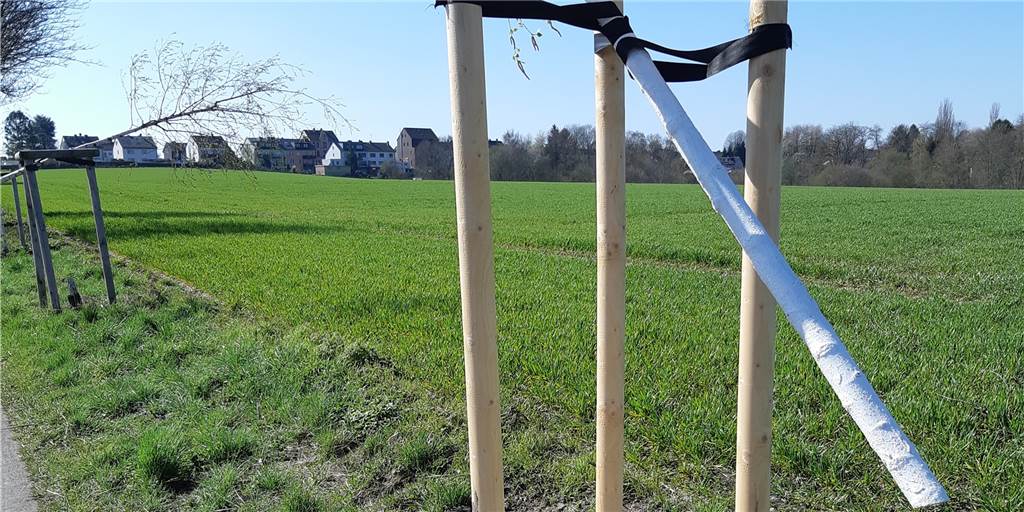 Bäume zersägt, entwurzelt und geklaut: Immer mehr „Baumfrevel“ in Dortmund Vor rund vier Monaten wurden Bäume an der Dürener Straße ausgerissen - kein Einzelfall.