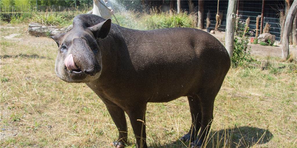 Singles im Dortmunder Zoo: Tapir-Opa Kuni ist ein verschmuster Witwer Tapir-Opa Kuni aus dem Dortmunder Zoo ist zwar Single, aber keineswegs einsam.
