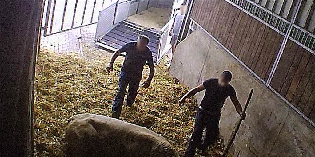 Mecke-Skandal: Böser Verdacht gegen amtliche Veterinäre Noch ein Beweisfoto für die Brutalitäten in der Viehsammelstelle an der Lünener Straße in Werne: Zwei Männer treten auf ein Rind ein.