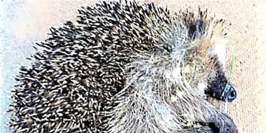 Tierschützer nach Igel-Tötung: Tat darf nicht in Vergessenheit geraten Diesen Igel soll ein 16-Jähriger brutal getötet haben. Noch steht nicht fest, ob Anklage gegen ihn erhoben wird.