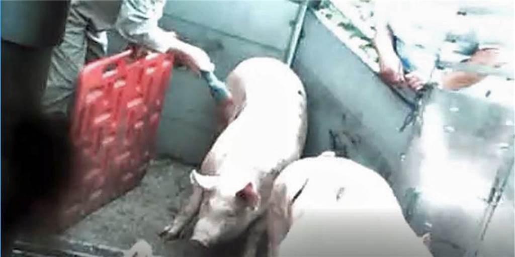 Dauerfeuer an schrecklichen Tierqualen-Fotos - Aber anders geht es nicht! Immer wieder kommen neue Details aus veröffentlichen Videos aus der Viehsammelstelle der Firma Mecke ans Licht. Hier versetzt ein Mitarbeiter nach einer Prügelorgie den Schweinen unentwegt Stromstöße. Wann hören die Bilder von Tierquälerei endlich auf, fragt sich unsere Autorin.