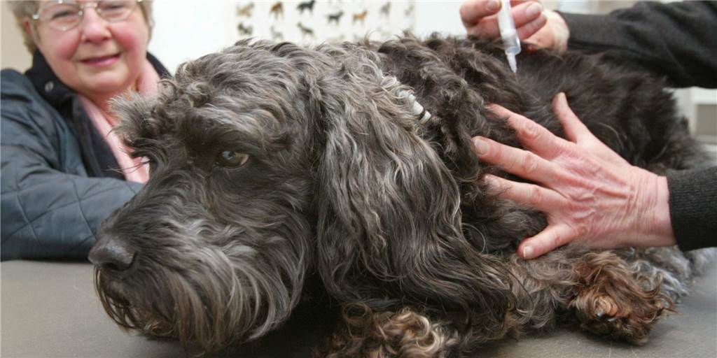 Legdener Tierarzt: „Tiere werden sterben wegen geplantem Antibiotikaverbot“ Legdener Tierarzt: „Tiere werden sterben wegen geplantem Antibiotikaverbot“