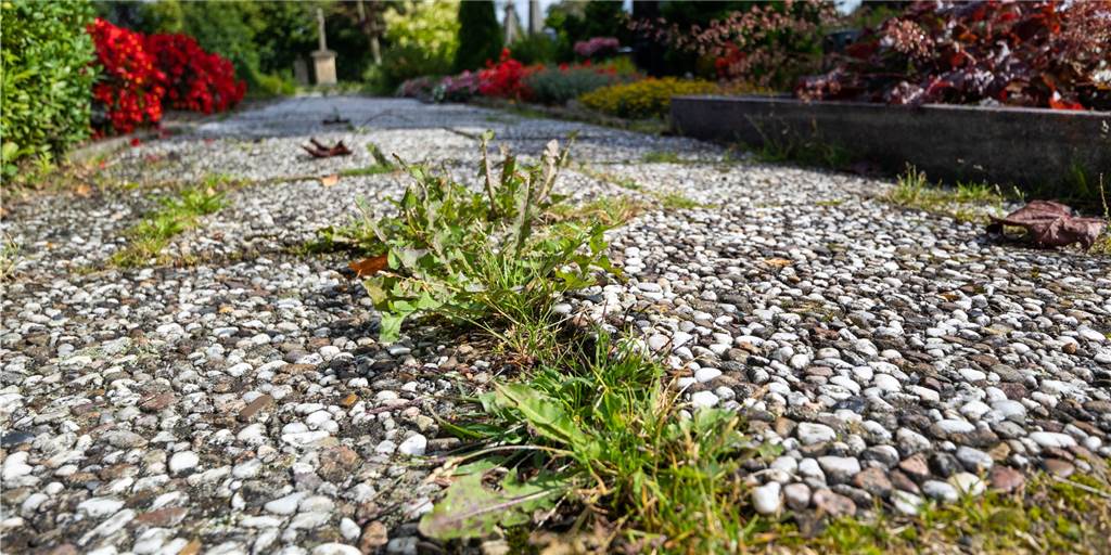 Jetzt ist Geld für die Friedhöfe da – weil Specking Bestattungshaus baut Die Wege auf den Friedhöfen – wie hier in Asbeck – sollen wieder hergerichtet werden.