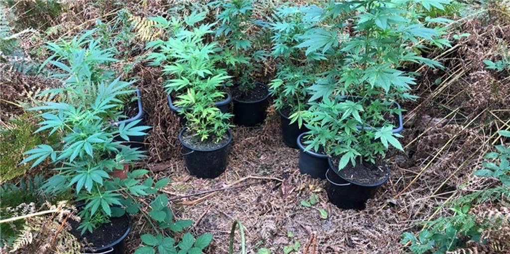 Drogenplantagen in Legden: Viele neue Details und ein Urteil Zwölf Drogenplantagen mit Marihuanapflanzen tauchten im September 2020 rund um Legden auf.