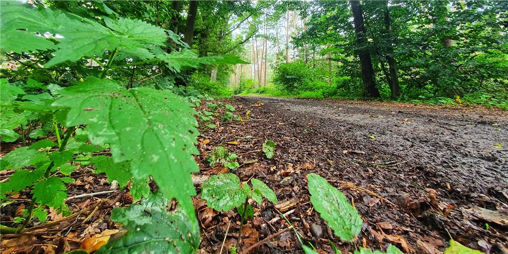 „Hol-Di-Kregel-Padd“ wird Realität: Klare Vorgabe für Sportbegeisterte Der „Hol-Di-Kregel-Padd“ über die Wege im van Oerschen Wald wird Realität.