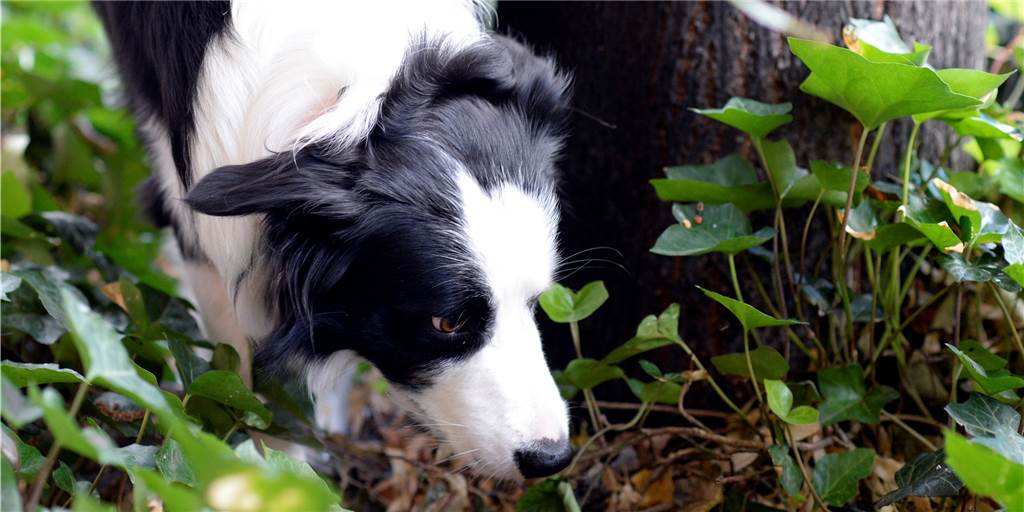 Tödliche Hunde-Köder: Stadt Lünen nimmt Hinweise entgegen Gefahren bei der Gassirunde: Gespickte Köder mit Gift, Rasierklingen oder Nägeln sind der Albtraum für jeden Hund und seinen Besitzer.