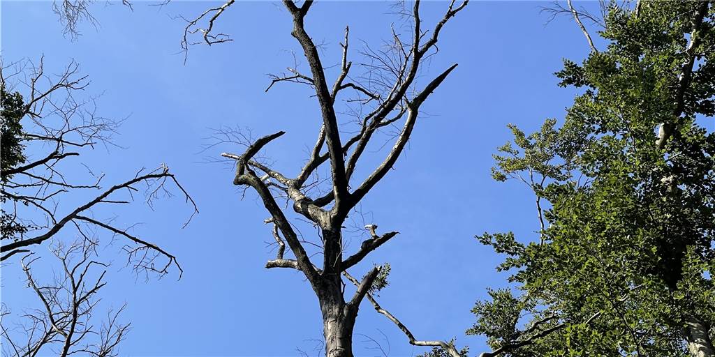Selmer Waldbesitzer schlägt Alarm - nur noch jede 3. Eiche ist gesund Mitten in einem Selm Wald - ein Baum ohne Blätter aber mit geplatzter Rinde - sichtbare Zeichen dafür, dass der Baum krank ist und damit auch wenig Ertrag bringt.