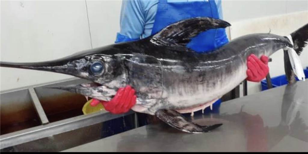 Spektakuläre Aktion: Ganzer Schwertfisch am Samstag auf dem Wochenmarkt Spektakuläre Aktion: Ganzer Schwertfisch am Samstag auf dem Wochenmarkt
