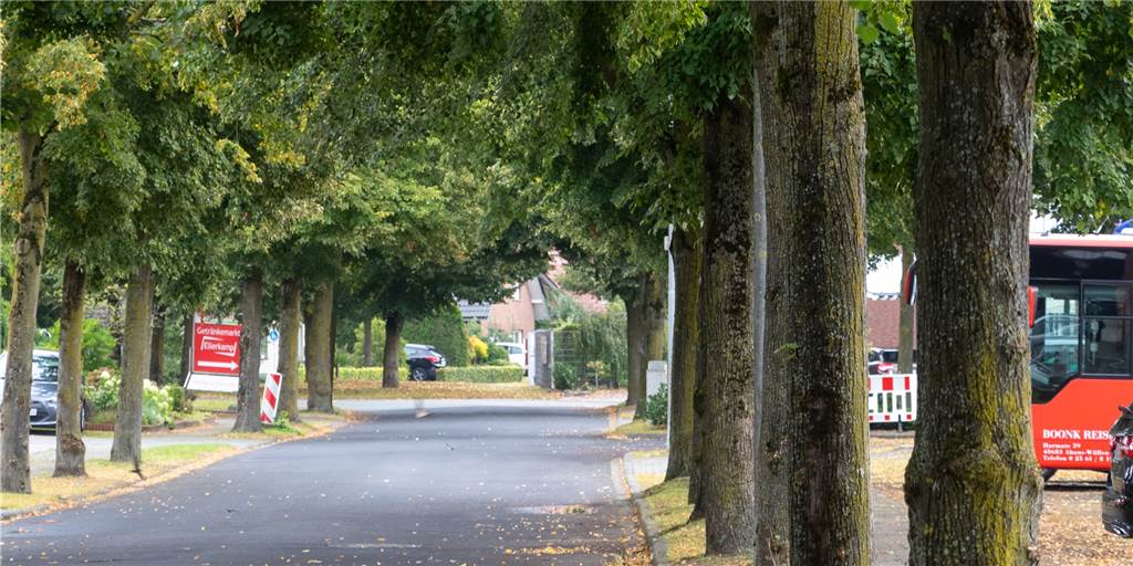 Düstermühlenweg: Baum-Massaker abgeblockt – ein starkes Zeichen! Die Linden im Düstermühlenweg fallen nicht der Kettensäge zum Opfer.