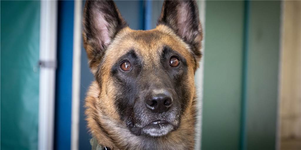 Toter Hund im Kanal: Castrop-Rauxeler verdoppeln die Belohnung für Hinweise Toter Hund im Kanal: Castrop-Rauxeler verdoppeln die Belohnung für Hinweise