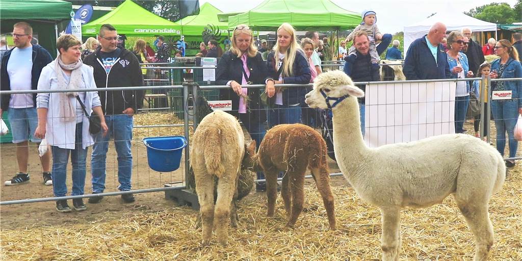 Bestener Bauernmarkt: Von Alpakas bis Zwergrhododendron Alpakas gehörten zu den Highlights beim Bestener Bauernmarkt.