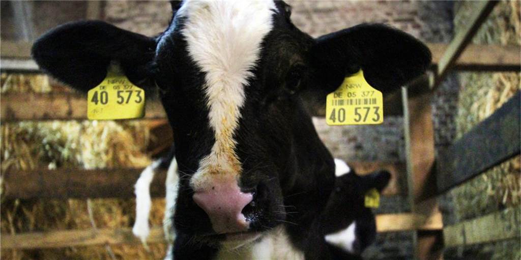 Medizin fürs kranke Kalb – Landwirt aus Stadtlohn landet vor Gericht Der angeklagte Landwirt wollte seinem fünf Wochen alten Kalb nur helfen. (Symbolbild)