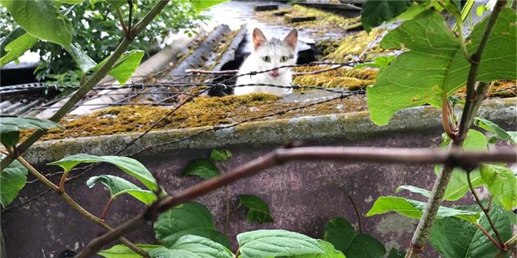 Bestialische Tat: Katzenhasser hängen Katze an Stacheldraht auf 20 Katzen lebten wild auf dem Gelände am Naturmuseum in der nördlichen Innenstadt. Auch diese Katze – sie ist verschwunden.