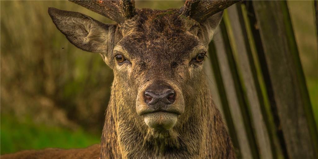 Hirsch auf Motorhaube: Autofahrer hat viel Glück im Unglück Ein Hirsch (Symbolbild) ist am Mittwochabend auf der Motorhaube eines Borkeners gelandet.