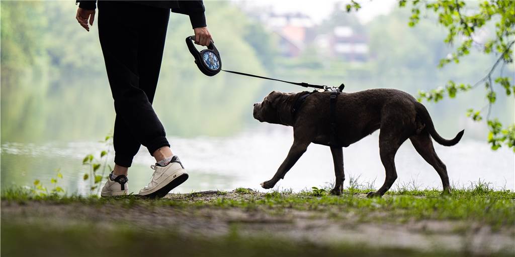 „Corona-Hunde“ - Manchmal heißt Tierliebe auch Verzicht auf ein Tier „Corona-Hunde“ - Manchmal heißt Tierliebe auch Verzicht auf ein Tier