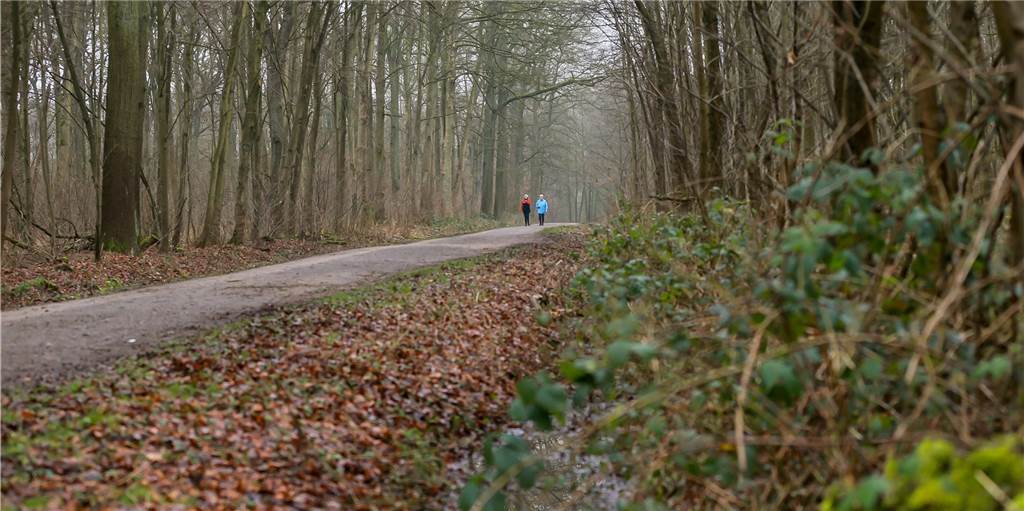 Bluttat im Rahmer Wald: Angebliches Motiv des Angeklagten schockiert Nach der Festnahme des mutmaßlichen Messer-Angreifers im Rahmer Wald ermittelt die Staatsanwaltschaft wegen versuchten Mordes. Das Archivfoto zeigt nicht den tatsächlichen Tatort.