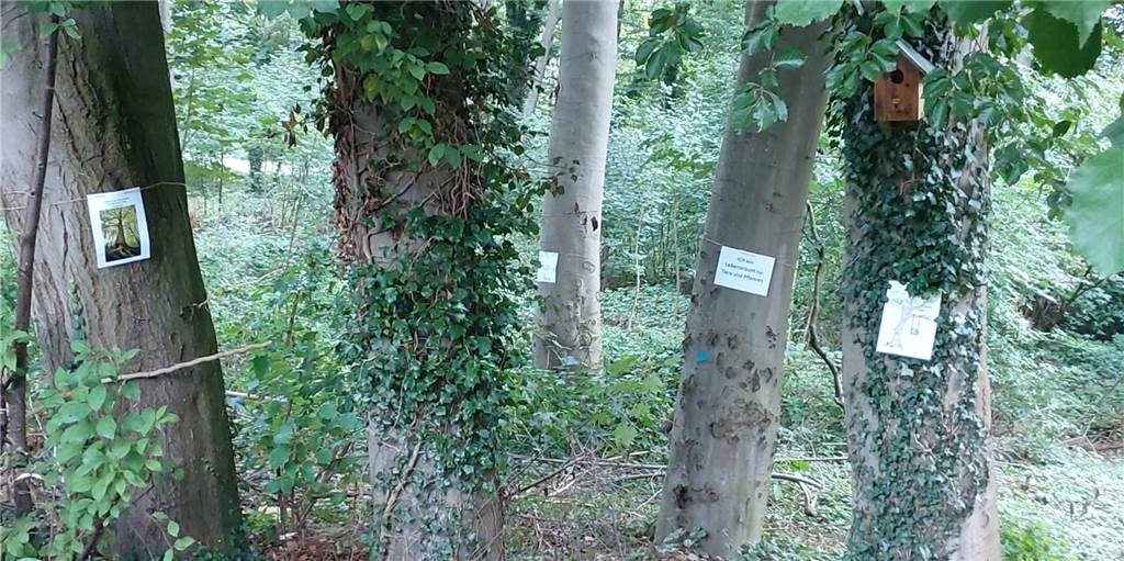 645 Halterner Bürger wehren sich gegen Bebauung des Wäldchens in Sythen Mit einem „Baumbegleiter-Projekt“ wollen die Unterzeichner der Petition ihren Forderungen Nachdruck verleihen. Das "Erikawäldchen" soll bleiben.